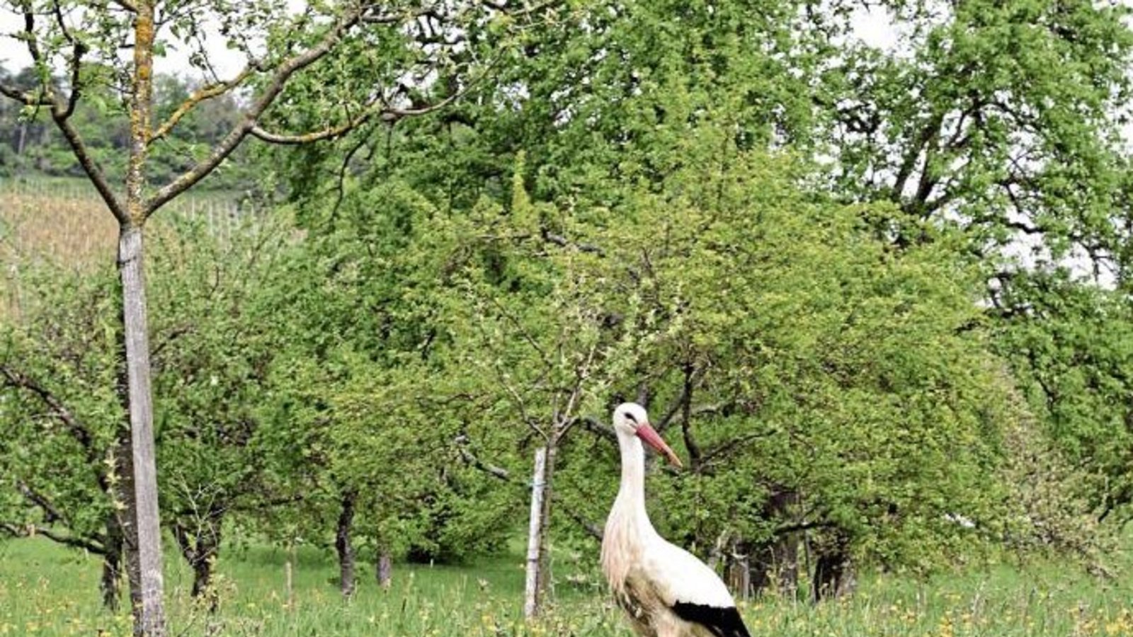 Diesen Spaziergänger zwischen Horrheim und Ensingen hat Werner Frey aus Ensingen fotografisch verewigt. Diesen Spaziergänger zwischen Horrheim und Ensingen hat Werner Frey aus Ensingen fotografisch verewigt.