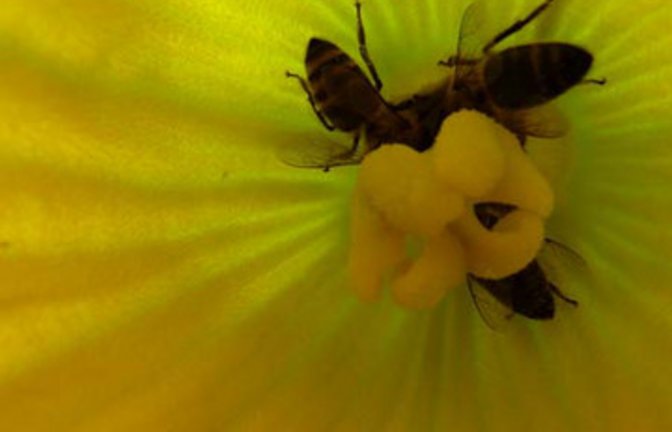 Bienen werden in der männlichen Blüte mit Pollen benetzt und  in der weiblichen Blüte zum Naschen verführt. Später wächst der Kürbis. Fotos: Rücker