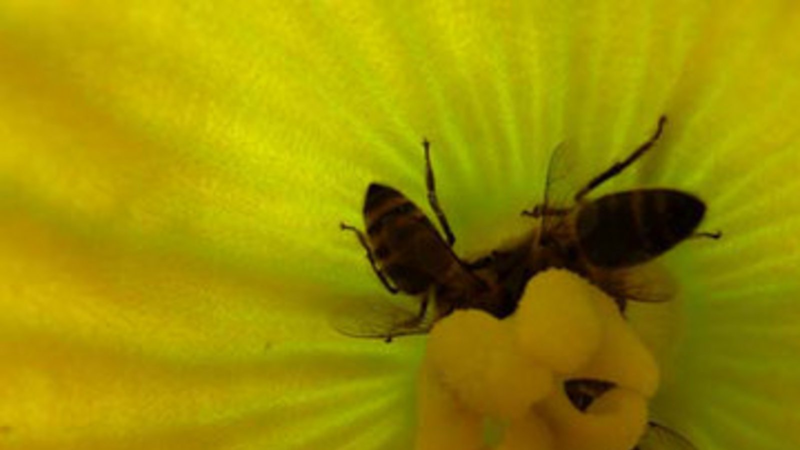 Bienen werden in der männlichen Blüte mit Pollen benetzt und  in der weiblichen Blüte zum Naschen verführt. Später wächst der Kürbis. Fotos: Rücker