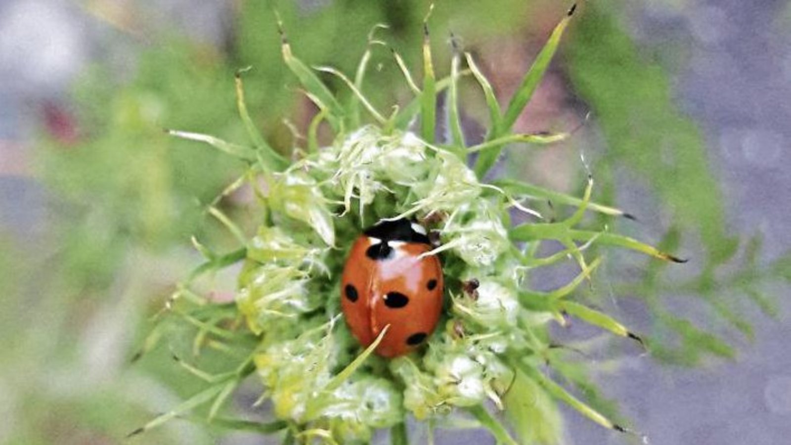 Käferchens Himmelbett ist eine Wilde Möhre.  Foto: Rücker