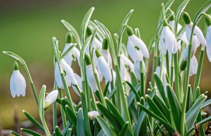 Vollen Körpereinsatz fürs Vorfrühlingsfoto brachte Berthold Mede aus Eberdingen.