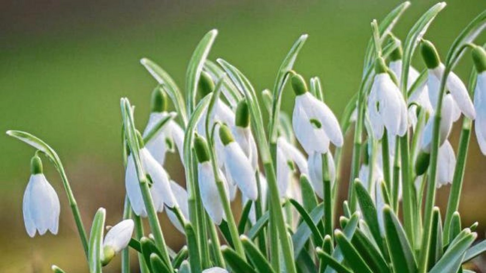 Vollen Körpereinsatz fürs Vorfrühlingsfoto brachte Berthold Mede aus Eberdingen.