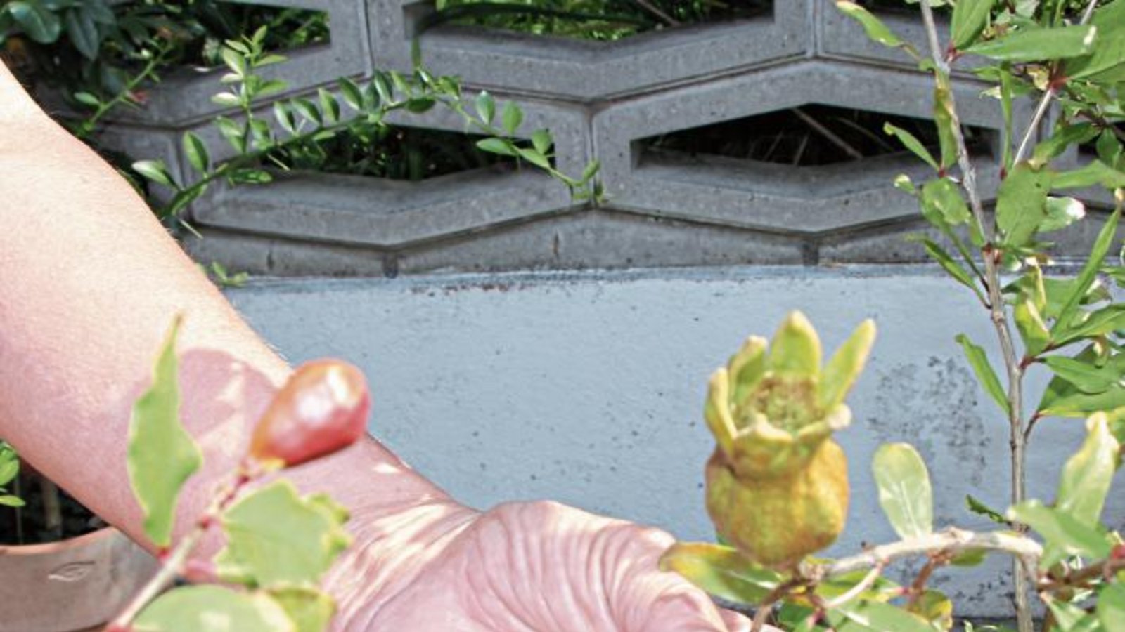 Der Hinterhof von Leserin Helga Speidel aus Sersheim ist eine grüne Oase mit vielen Pflanzen von der Tomate über Kiwi und zur Kaki-Frucht. In diesem Jahr freut sie sich aber besonders über ihren vier Jahre alten Granatapfelbaum. Aus seinen Blüten entwickelten sich nämlich erstmals zwei Fruchtkörper. Gute Pflege lohnt sich eben. Foto: Banholzer Der Hinterhof von Leserin Helga Speidel aus Sersheim ist eine grüne Oase mit vielen Pflanzen von der Tomate über Kiwi und zur Kaki-Frucht. In diesem Jahr freut sie sich aber besonders über ihren vier Jahre alten Granatapfelbaum. Aus seinen Blüten entwickelten sich nämlich erstmals zwei Fruchtkörper. Gute Pflege lohnt sich eben. Foto: Banholzer