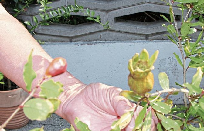 Der Hinterhof von Leserin Helga Speidel aus Sersheim ist eine grüne Oase mit vielen Pflanzen von der Tomate über Kiwi und zur Kaki-Frucht. In diesem Jahr freut sie sich aber besonders über ihren vier Jahre alten Granatapfelbaum. Aus seinen Blüten entwickelten sich nämlich erstmals zwei Fruchtkörper. Gute Pflege lohnt sich eben. Foto: Banholzer