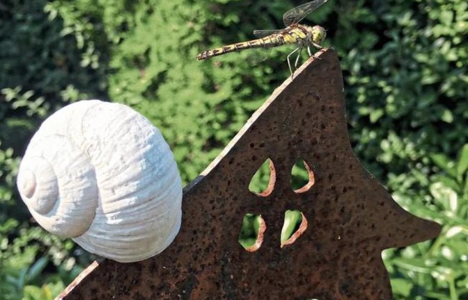 Die Libelle hat ihren Landeplatz in unserem Garten neben dem leeren Schneckenhaus gefunden, schreibt Klaus-Peter Hilgers aus Ensingen.
