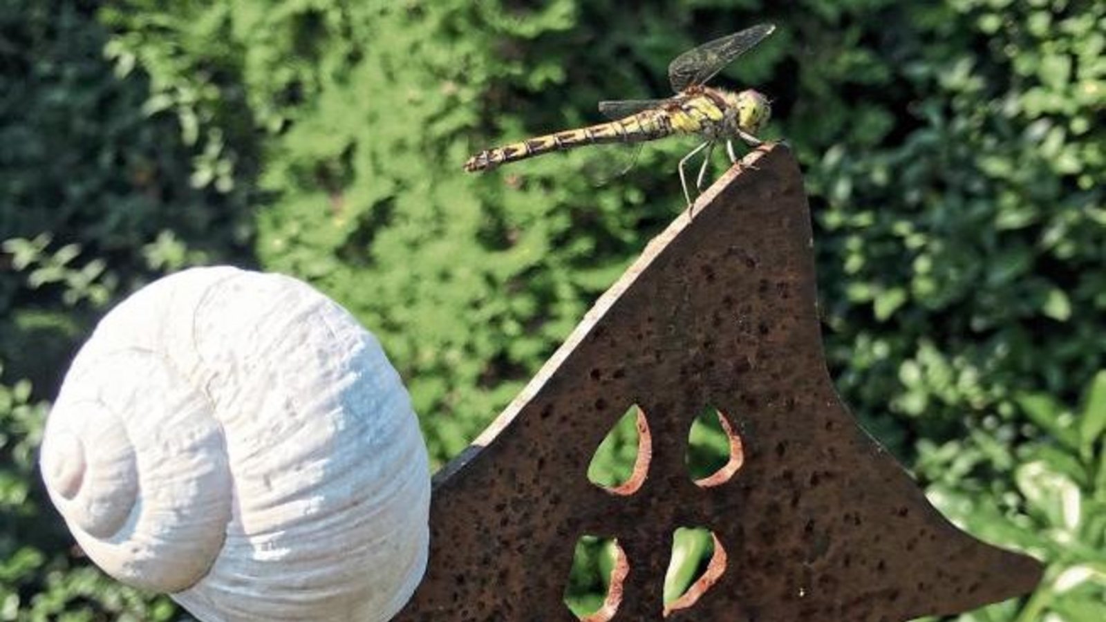 Die Libelle hat ihren Landeplatz in unserem Garten neben dem leeren Schneckenhaus gefunden, schreibt Klaus-Peter Hilgers aus Ensingen. Die Libelle hat ihren Landeplatz in unserem Garten neben dem leeren Schneckenhaus gefunden, schreibt Klaus-Peter Hilgers aus Ensingen.