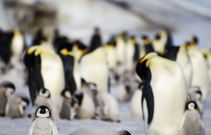 Junge und ausgewachsene Kaiserpinguine einer Kolonie in der Antarktis.<span class='image-autor'>Foto: Bas/PA Media/dpa</span>