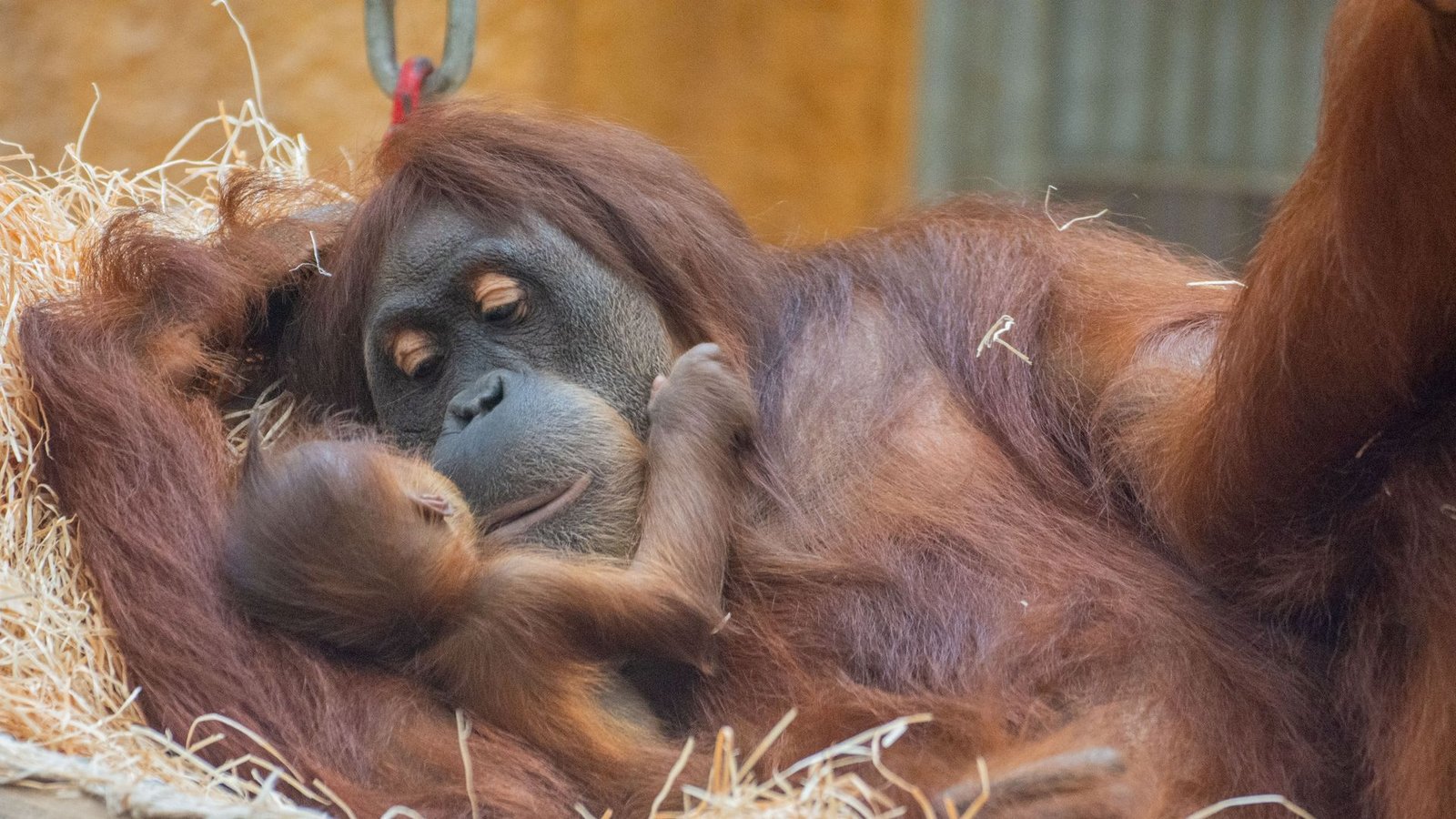 Orang-Utan-Weibchen Suma hält im Dortmunder Zoo ihren Nachwuchs im Arm.Foto: Marcel Stawinoga/Stadt Dortmund/dpa