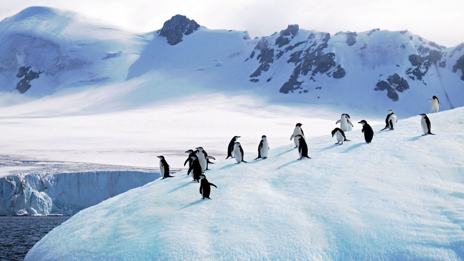 Die Pinguine ziehen sich immer weiter zurück.Foto: IMAGO Die Pinguine ziehen sich immer weiter zurück.Foto: IMAGO