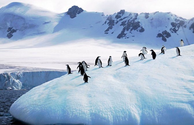 Die Pinguine ziehen sich immer weiter zurück.<span class='image-autor'>Foto: IMAGO</span>