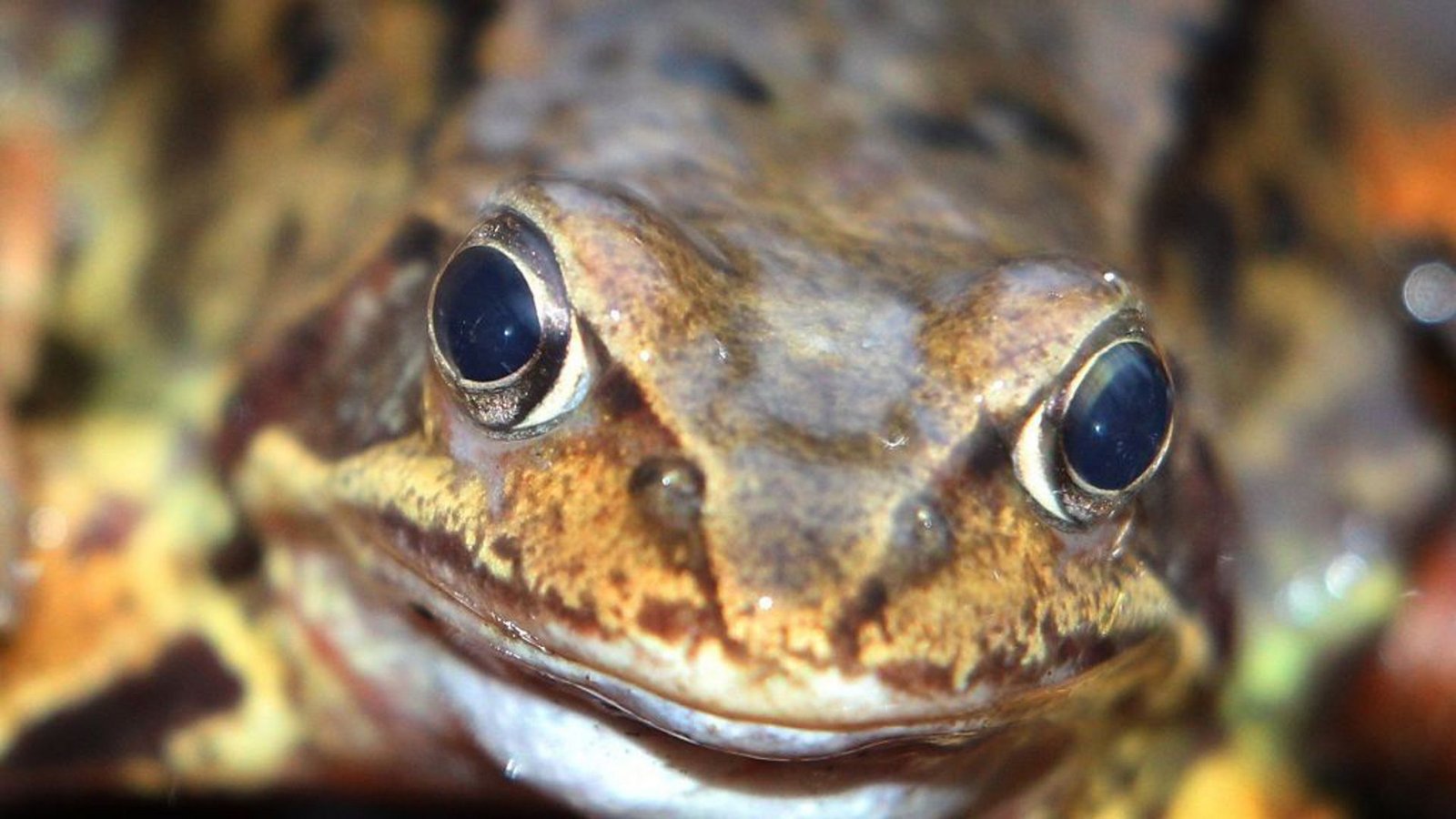 Der Evolutionsbiologe Volker Sommer hält es für wahrscheinlich, dass ein Frosch „in seinem Kopf etwas fühlt und erlebt, also ein Bewusstsein hat“. Ob man zwischen Frosch und Mensch hinsichtlich ihres Denkvermögens Gemeinsamkeiten oder Unterschiede annimmt, sei „reine Ansichtssache“.Foto: dpa Der Evolutionsbiologe Volker Sommer hält es für wahrscheinlich, dass ein Frosch „in seinem Kopf etwas fühlt und erlebt, also ein Bewusstsein hat“. Ob man zwischen Frosch und Mensch hinsichtlich ihres Denkvermögens Gemeinsamkeiten oder Unterschiede annimmt, sei „reine Ansichtssache“.Foto: dpa