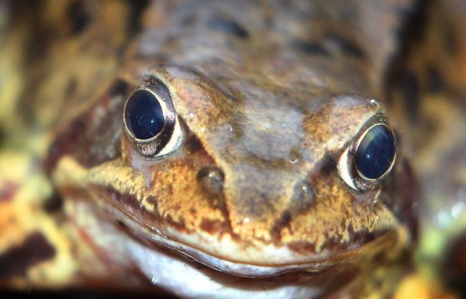 Der Evolutionsbiologe Volker Sommer hält es für wahrscheinlich, dass ein Frosch „in seinem Kopf etwas fühlt und erlebt, also ein Bewusstsein hat“. Ob man zwischen Frosch und Mensch hinsichtlich ihres Denkvermögens Gemeinsamkeiten oder Unterschiede annimmt, sei „reine Ansichtssache“.<span class='image-autor'>Foto: dpa</span>