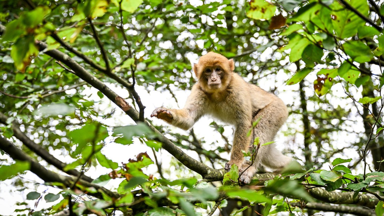 Die Berberaffen können sich auf dem Gelände frei bewegen – die Besucher müssen vorgegebene Wege einhalten.Foto: dpa/Felix Kästle