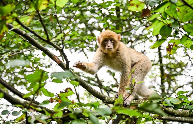 Die Berberaffen können sich auf dem Gelände frei bewegen – die Besucher müssen vorgegebene Wege einhalten.<span class='image-autor'>Foto: dpa/Felix Kästle</span>