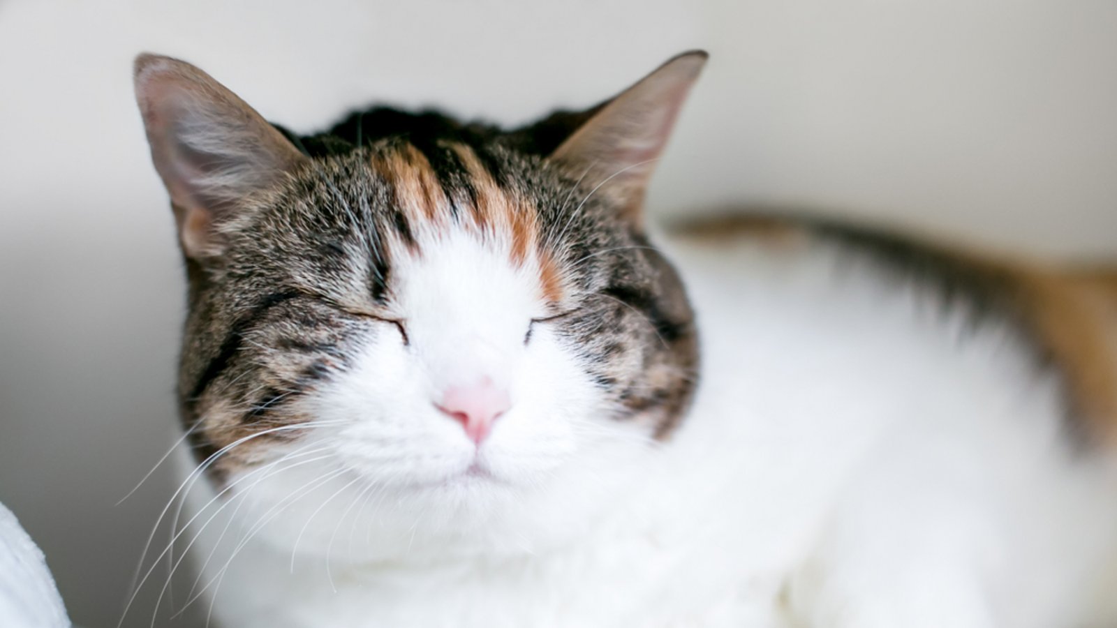 Was bedeutet es, wenn man von einer Katze langsam angeblinzelt wird?Foto: Mary Swift/ Shutterstock