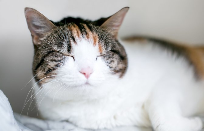 Was bedeutet es, wenn man von einer Katze langsam angeblinzelt wird?<span class='image-autor'>Foto: Mary Swift/ Shutterstock</span>