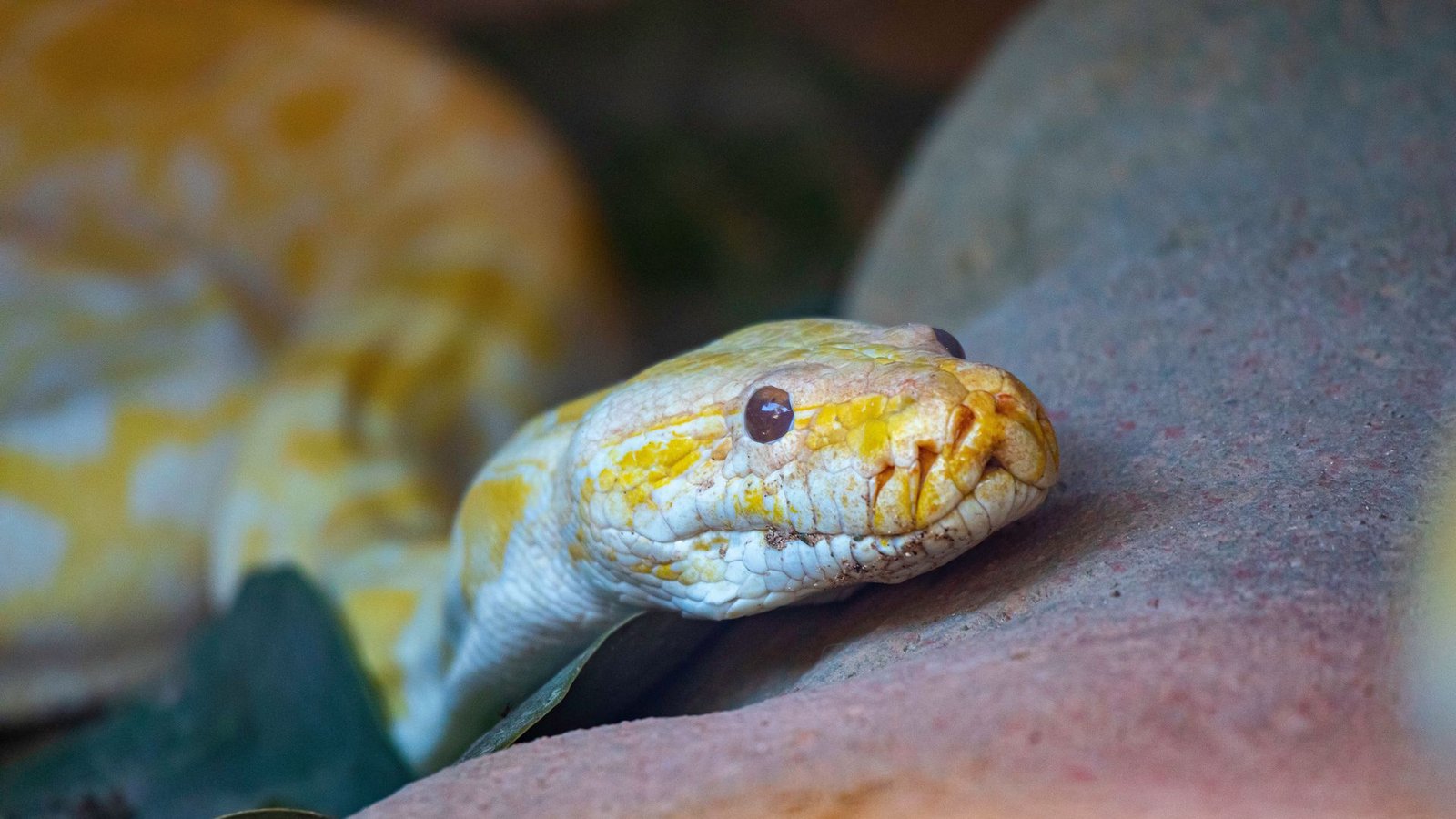 Der Mann ging mit so einer Python spazieren. (Symbolbild)Foto: IMAGO/ingimage