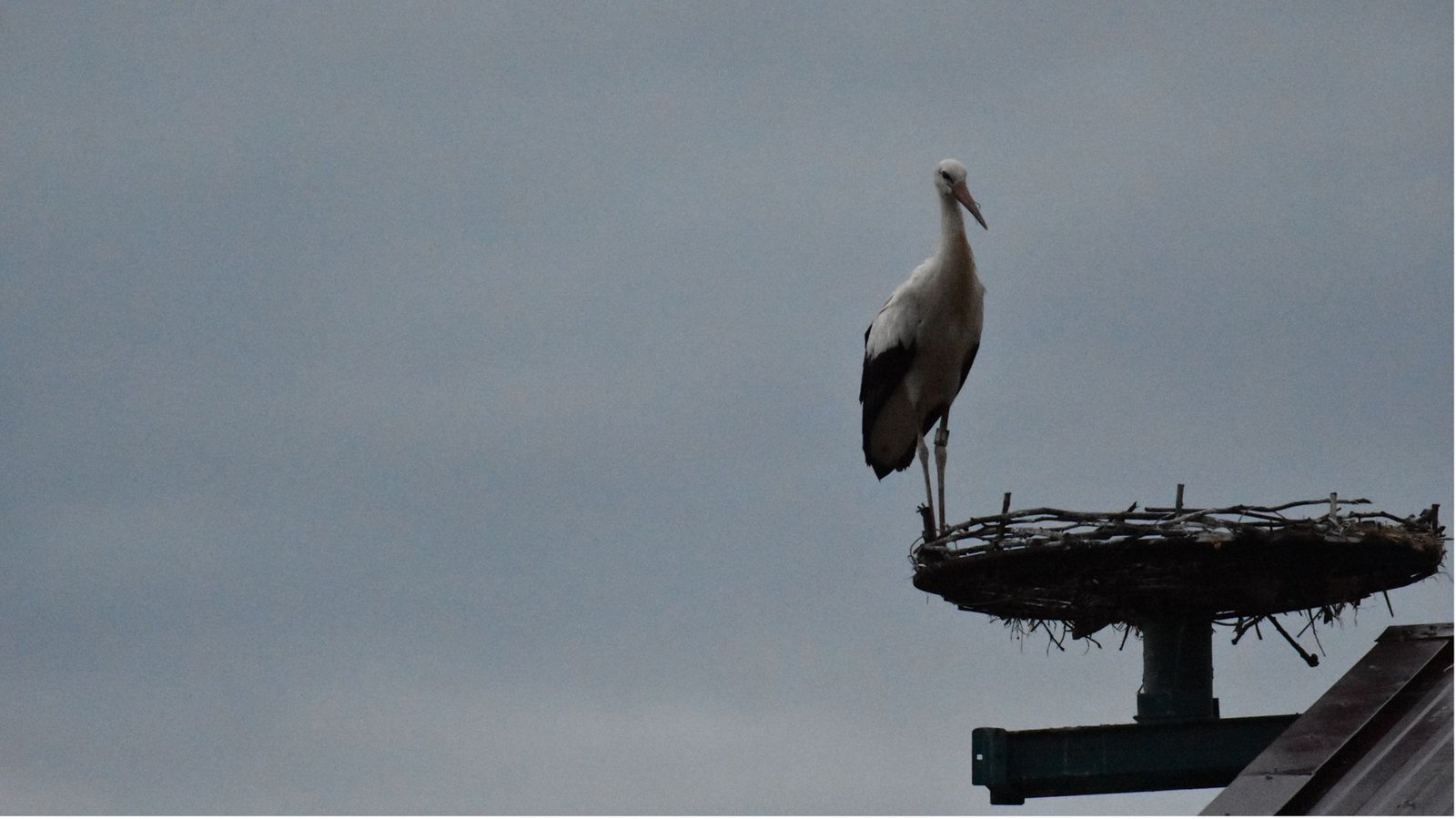 Hat sie den Anschluss Vogelzug an den verpasst? Trick ist noch immer in Baden-Württemberg.Foto: Annette Frühauf Hat sie den Anschluss Vogelzug an den verpasst? Trick ist noch immer in Baden-Württemberg.Foto: Annette Frühauf