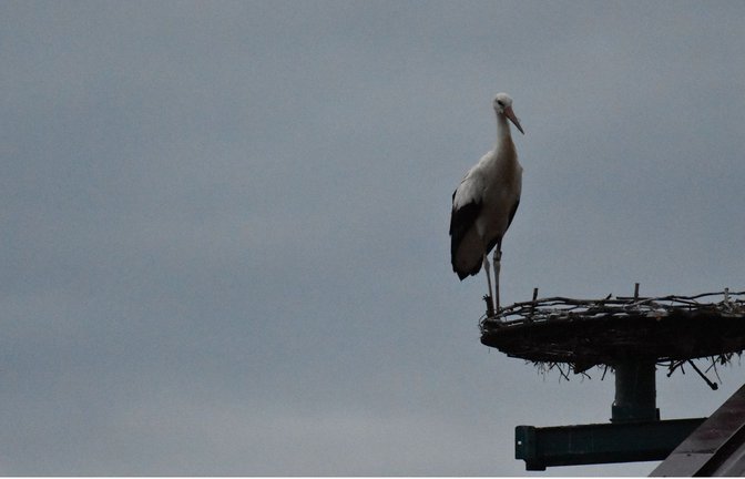 Hat sie den Anschluss Vogelzug an den verpasst? Trick ist noch immer  in Baden-Württemberg.<span class='image-autor'>Foto: Annette Frühauf</span>