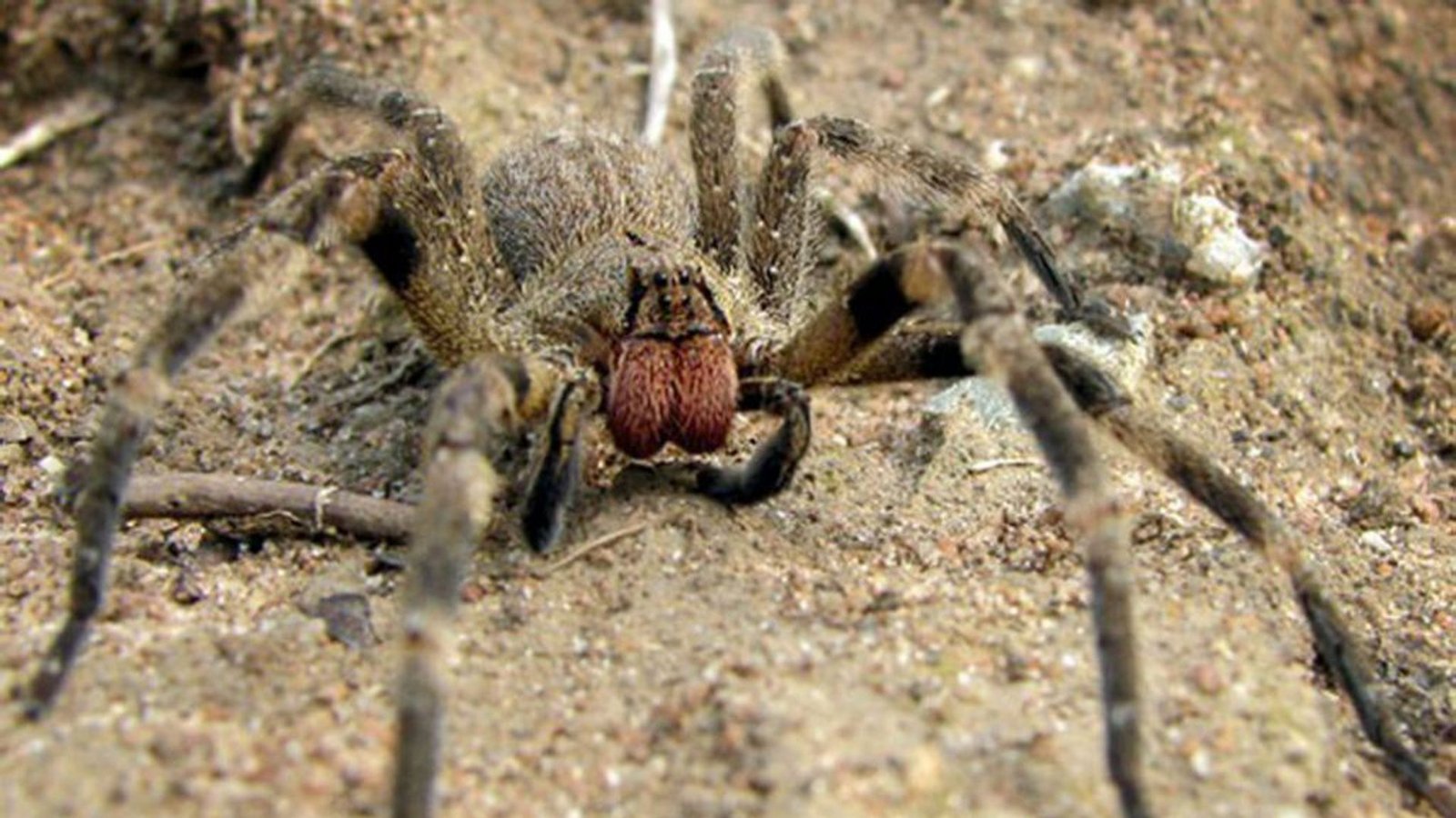 Bananenspinne (Phoneutria fera): Der Name für diese Spinne hat sich umgangssprachlich eingebürgert. Gemeint sind alle Spinnenarten, die auf den Stauden oder zwischen den Früchten von Bananen gefunden werden. Das Gift der Bananenspinne kann einen gesunden Menschen innerhalb weniger Stunden töten.Foto: Wikipedia commons/Techuser/CC BY-SA 4.0 Bananenspinne (Phoneutria fera): Der Name für diese Spinne hat sich umgangssprachlich eingebürgert. Gemeint sind alle Spinnenarten, die auf den Stauden oder zwischen den Früchten von Bananen gefunden werden. Das Gift der Bananenspinne kann einen gesunden Menschen innerhalb weniger Stunden töten.Foto: Wikipedia commons/Techuser/CC BY-SA 4.0
