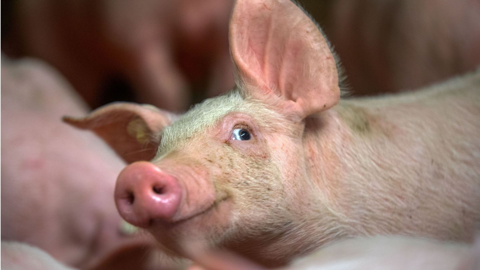 Das Kupieren der Schwänze bei Ferkeln soll eingeschränkt werden.Foto: dpa/Jens Büttner