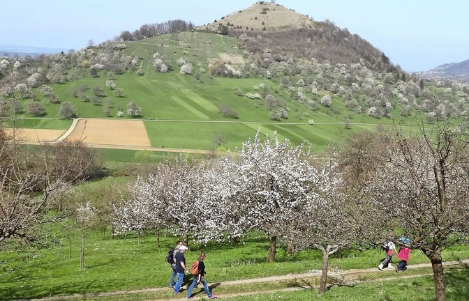 Die Limburg ist der Hausberg von Weilheim/Teck.<span class='image-autor'>Foto: /Jakob Panitz</span>
