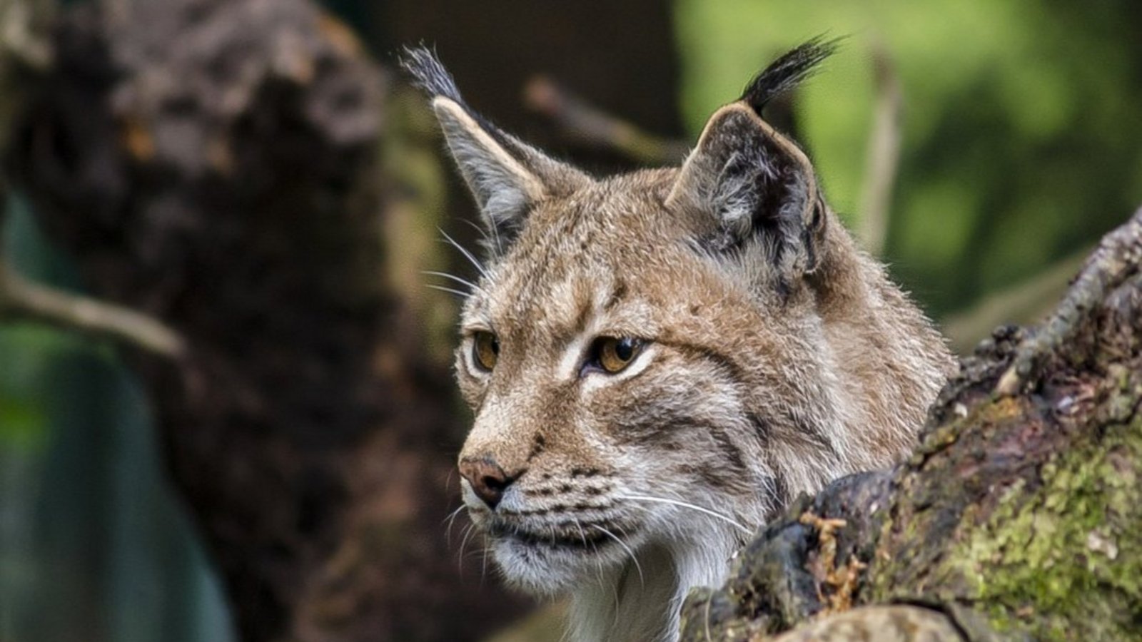Luchse bevorzugen waldreiche Gebiete, können sich aber auch an Kulturlandschaften anpassen.  Foto: Markus Wittmann/Pixabay.com