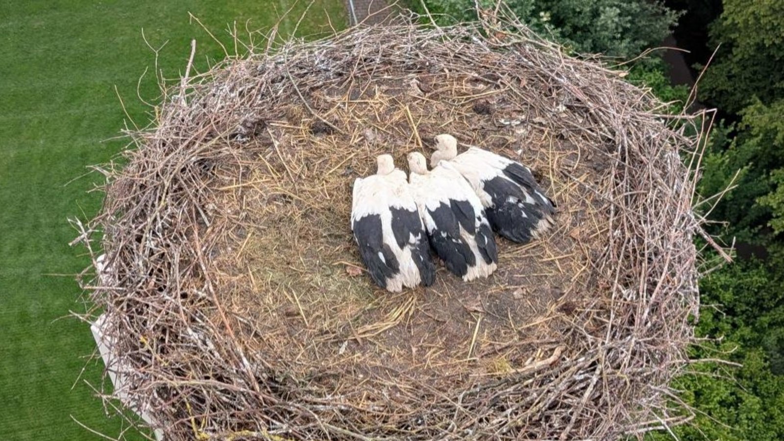 Immerhin drei der vier Jungstörche in Horrheim haben überlebt. 