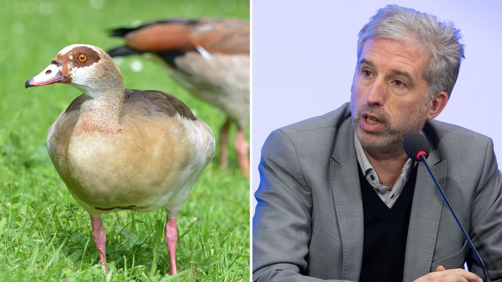 Nilgänse raus aus Tübingen: Boris Palmer will die Tiere notfalls abschießen lassen.Foto: Lichtgut/Leif Piechowski/dpa/Kraufmann