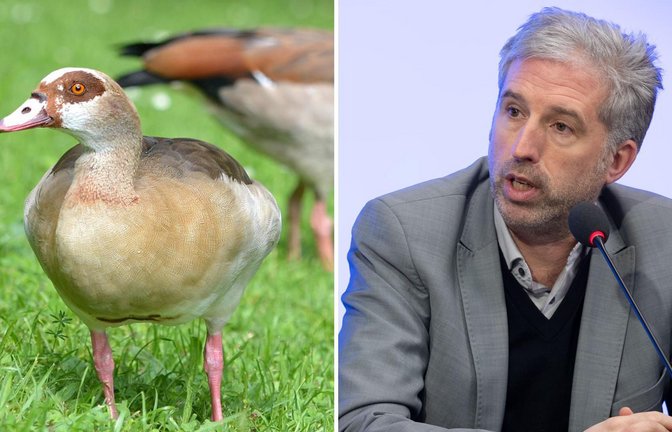 Nilgänse raus aus Tübingen: Boris Palmer will die Tiere notfalls abschießen lassen.<span class='image-autor'>Foto: Lichtgut/Leif Piechowski/dpa/Kraufmann</span>
