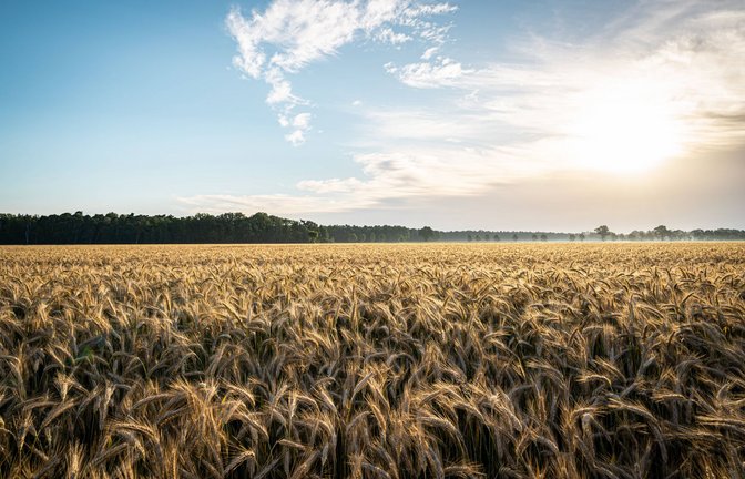 Weizen ist eine wichtige Grundlage zur Versorgung der Bevölkerung mit Nahrung. (Symbolbild)<span class='image-autor'>Foto: imago images/Countrypixel/via www.imago-images.de</span>