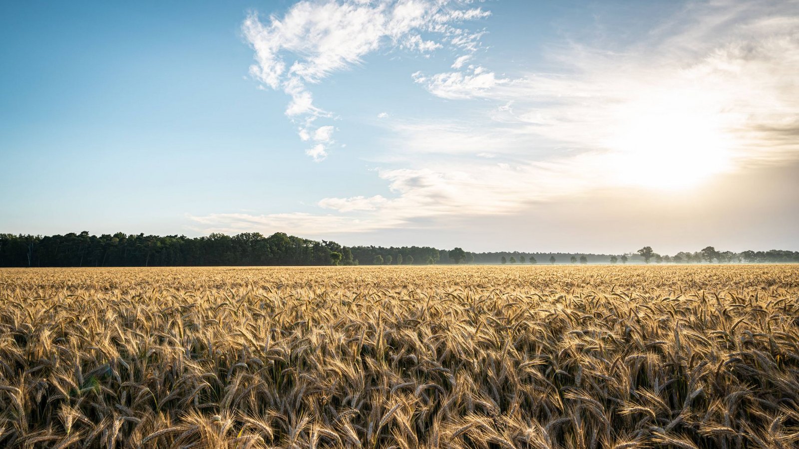 Weizen ist eine wichtige Grundlage zur Versorgung der Bevölkerung mit Nahrung. (Symbolbild)Foto: imago images/Countrypixel/via www.imago-images.de