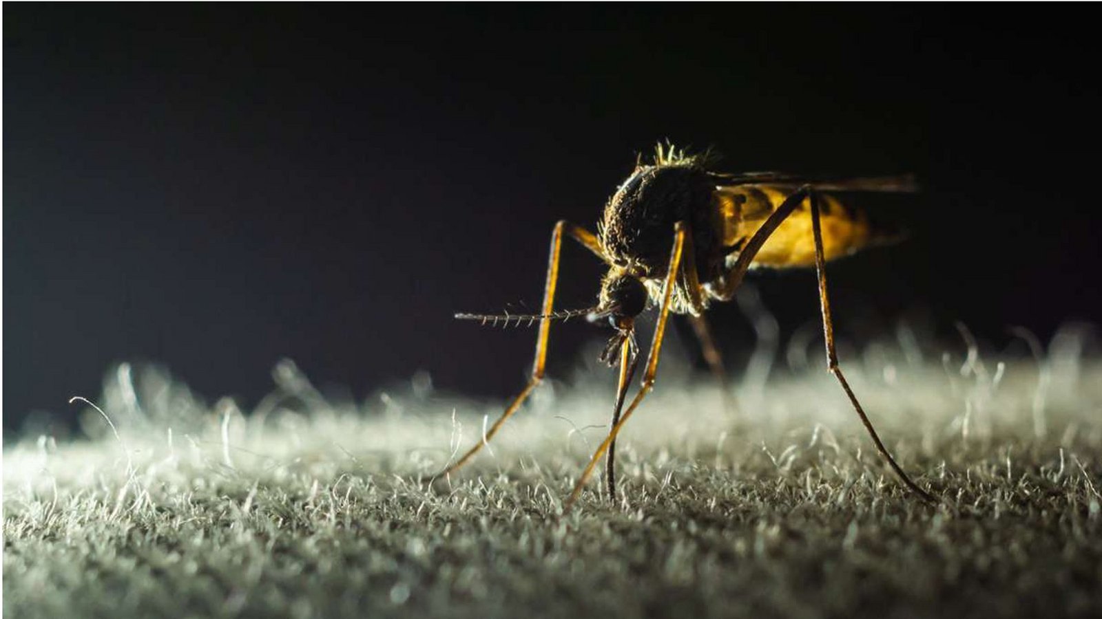 Schon ein Stich einer infizierten Mücke reicht aus, um sich anzustecken. Erst nach einigen Tagen merken die Betroffenen, dass sie erkrankt sind, doch für viele ist es dann schon zu spät.Foto: mago/Pond5 Schon ein Stich einer infizierten Mücke reicht aus, um sich anzustecken. Erst nach einigen Tagen merken die Betroffenen, dass sie erkrankt sind, doch für viele ist es dann schon zu spät.Foto: mago/Pond5