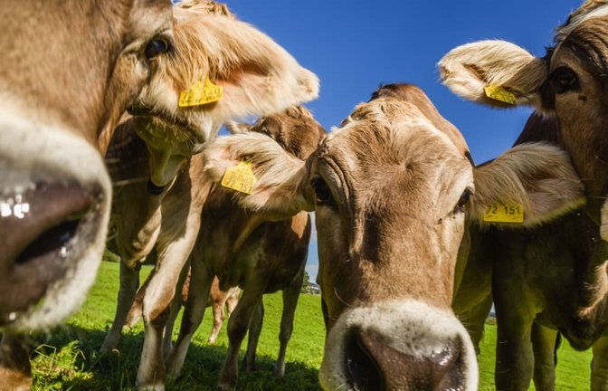 Diese Kühe sind schon am frühen Morgen hellwach.<span class='image-autor'>imago images/Kickner</span>