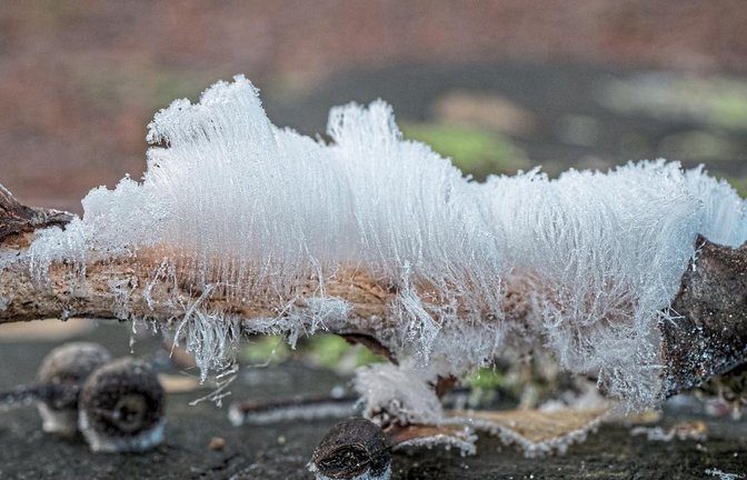 Ein recht seltenes Schauspiel der Natur ist die Entstehung von Haareis.  Foto: Mede