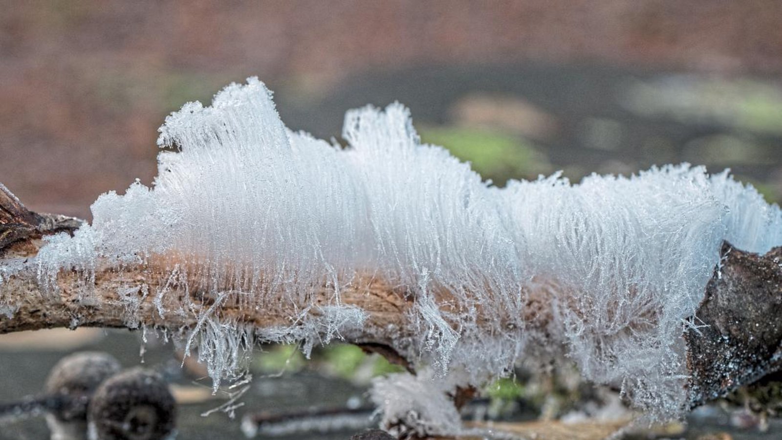 Ein recht seltenes Schauspiel der Natur ist die Entstehung von Haareis.  Foto: Mede