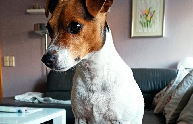 Auf die Zeitung gekommen: Emmy bei der VKZ-Lektüre. <span class='image-autor'>Foto: Wizemann</span>