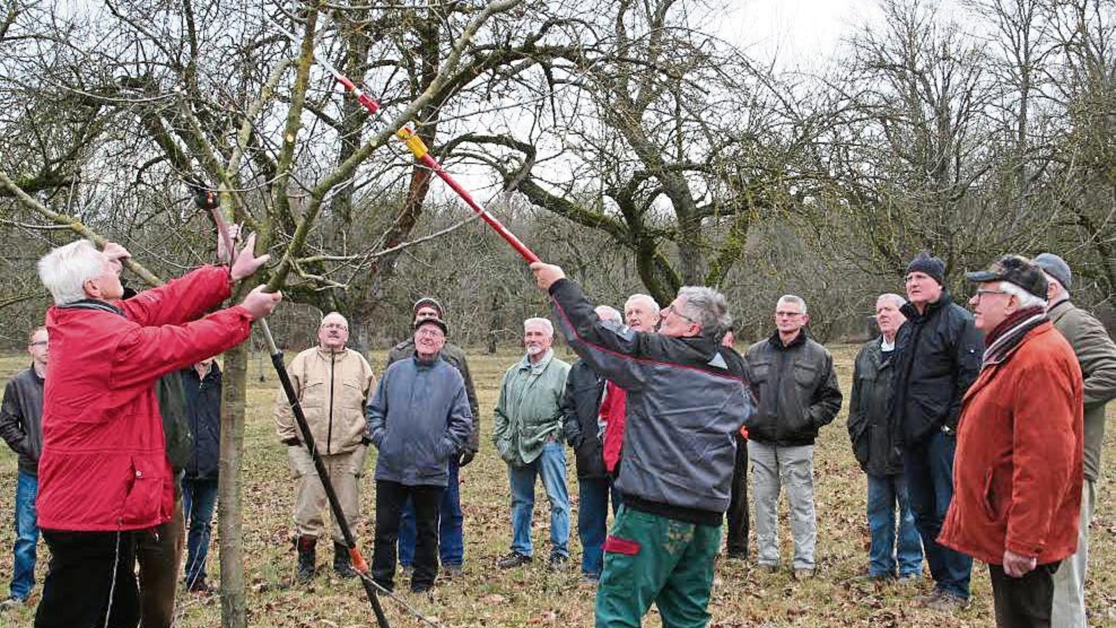 Was ist beim Baumschnitt zu beachten? Hans Schüle erklärt und zeigt es den Teilnehmern des Obst- und Gartenbauvereins. Foto: p Was ist beim Baumschnitt zu beachten? Hans Schüle erklärt und zeigt es den Teilnehmern des Obst- und Gartenbauvereins. Foto: p
