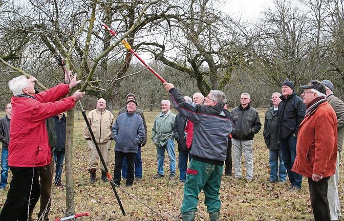 Was ist beim Baumschnitt zu beachten? Hans Schüle erklärt und zeigt es den Teilnehmern des Obst- und Gartenbauvereins. Foto: p