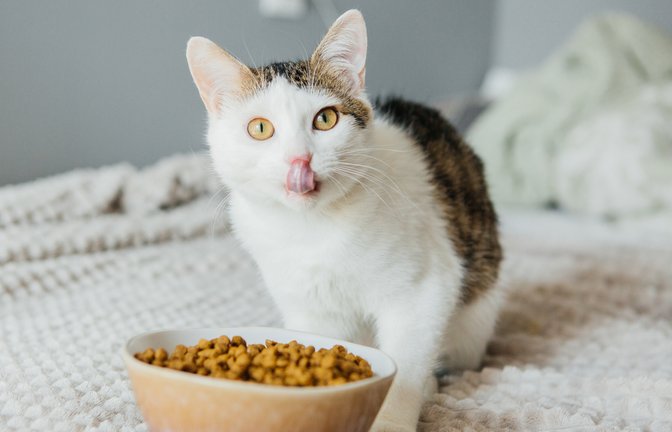 Die Umstellung von Nass- zu Trockenfutter gestaltet sich bei Katzen oft schwer. Mit diesen Tipps klappt der Umstieg.<span class='image-autor'>Foto: AlexanderDubrovsky / Shutterstock.com</span>