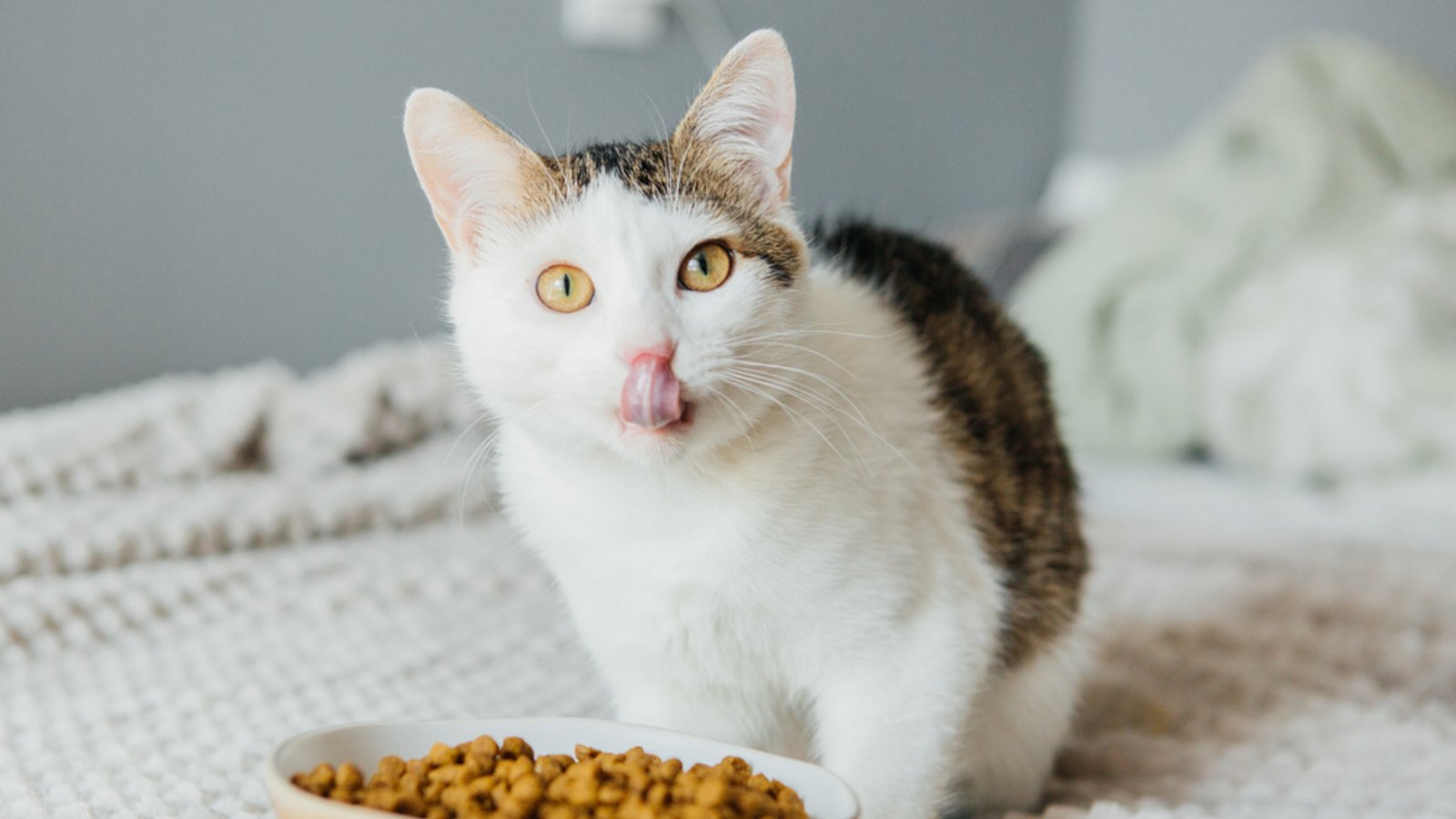 Die Umstellung von Nass- zu Trockenfutter gestaltet sich bei Katzen oft schwer. Mit diesen Tipps klappt der Umstieg.Foto: AlexanderDubrovsky / Shutterstock.com