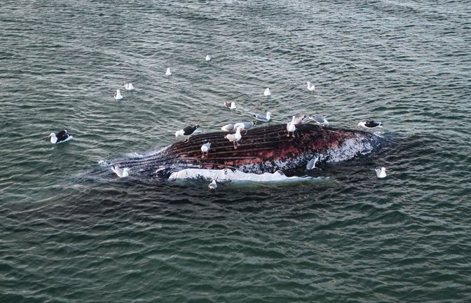 Am frühen Donnerstagabend lag der stark aufgeblähte Walkadaver umringt von Möwen vor der dänischen Urlaubsinsel Anholt (Archivbild).<span class='image-autor'>Foto: dpa/Marcus Golejewski</span>