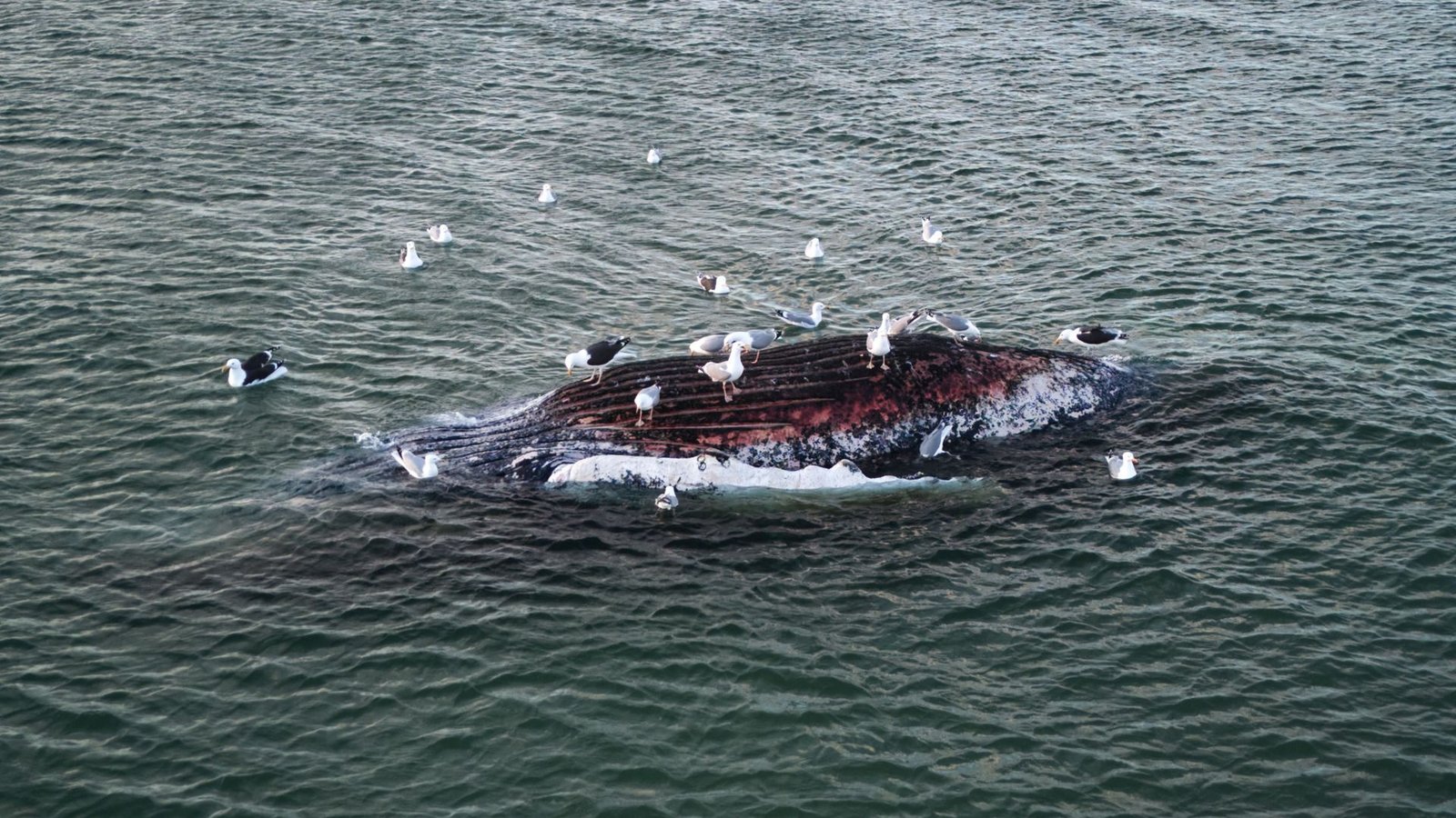 Am frühen Donnerstagabend lag der stark aufgeblähte Walkadaver umringt von Möwen vor der dänischen Urlaubsinsel Anholt (Archivbild).Foto: dpa/Marcus Golejewski Am frühen Donnerstagabend lag der stark aufgeblähte Walkadaver umringt von Möwen vor der dänischen Urlaubsinsel Anholt (Archivbild).Foto: dpa/Marcus Golejewski