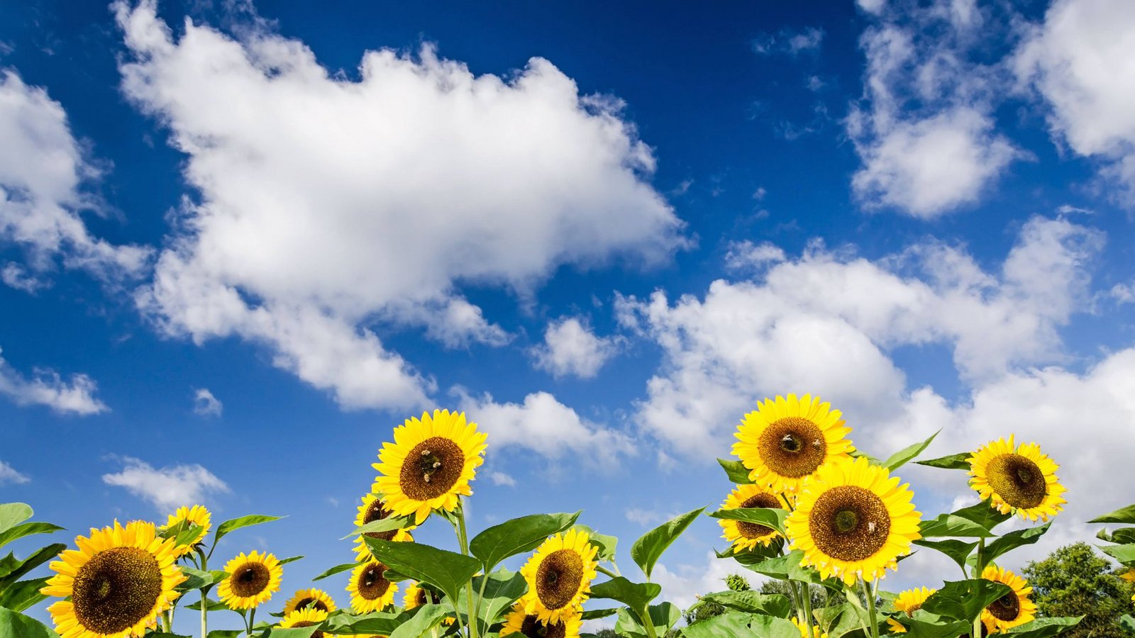 Über das sommerliche Wetter im Spätsommer freuen sich auch die Sonnenblumen.Foto: IMAGO/Zoonar/IMAGO/Zoonar.com/calado Über das sommerliche Wetter im Spätsommer freuen sich auch die Sonnenblumen.Foto: IMAGO/Zoonar/IMAGO/Zoonar.com/calado