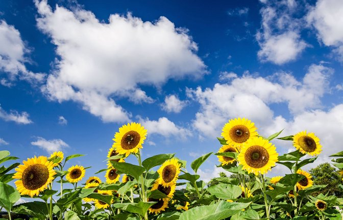 Über das sommerliche Wetter im Spätsommer freuen sich auch die Sonnenblumen.<span class='image-autor'>Foto: IMAGO/Zoonar/IMAGO/Zoonar.com/calado</span>