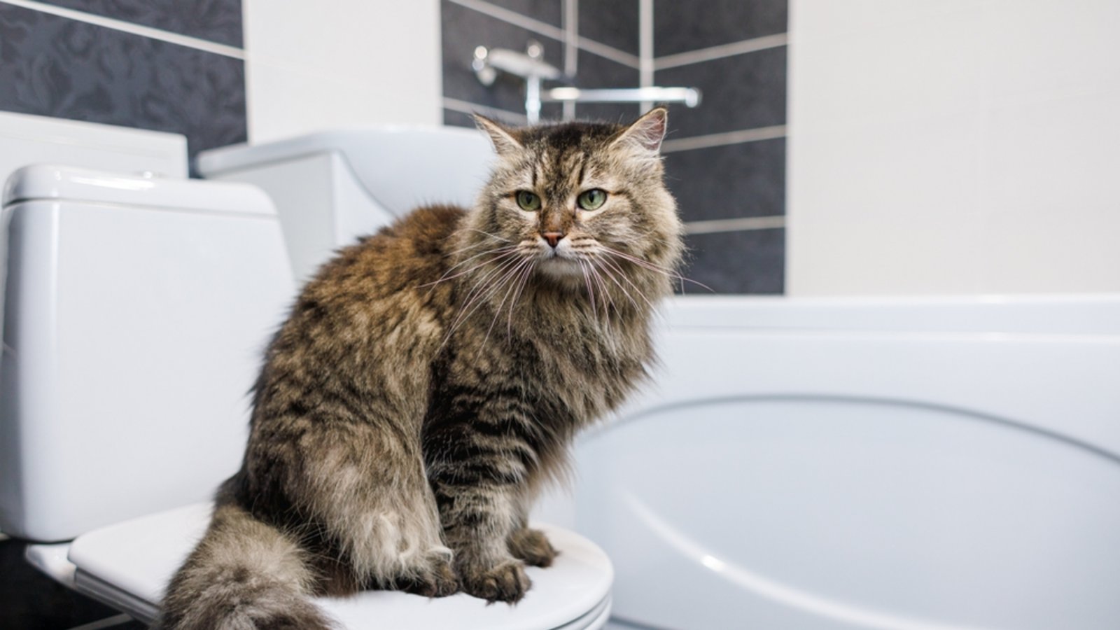 Warum folgen Katzen uns so oft zur Toilette?Foto: woodHunt/ Shutterstock Warum folgen Katzen uns so oft zur Toilette?Foto: woodHunt/ Shutterstock