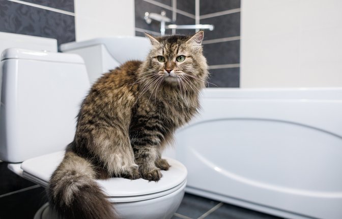 Warum folgen Katzen uns so oft zur Toilette?<span class='image-autor'>Foto: woodHunt/ Shutterstock</span>