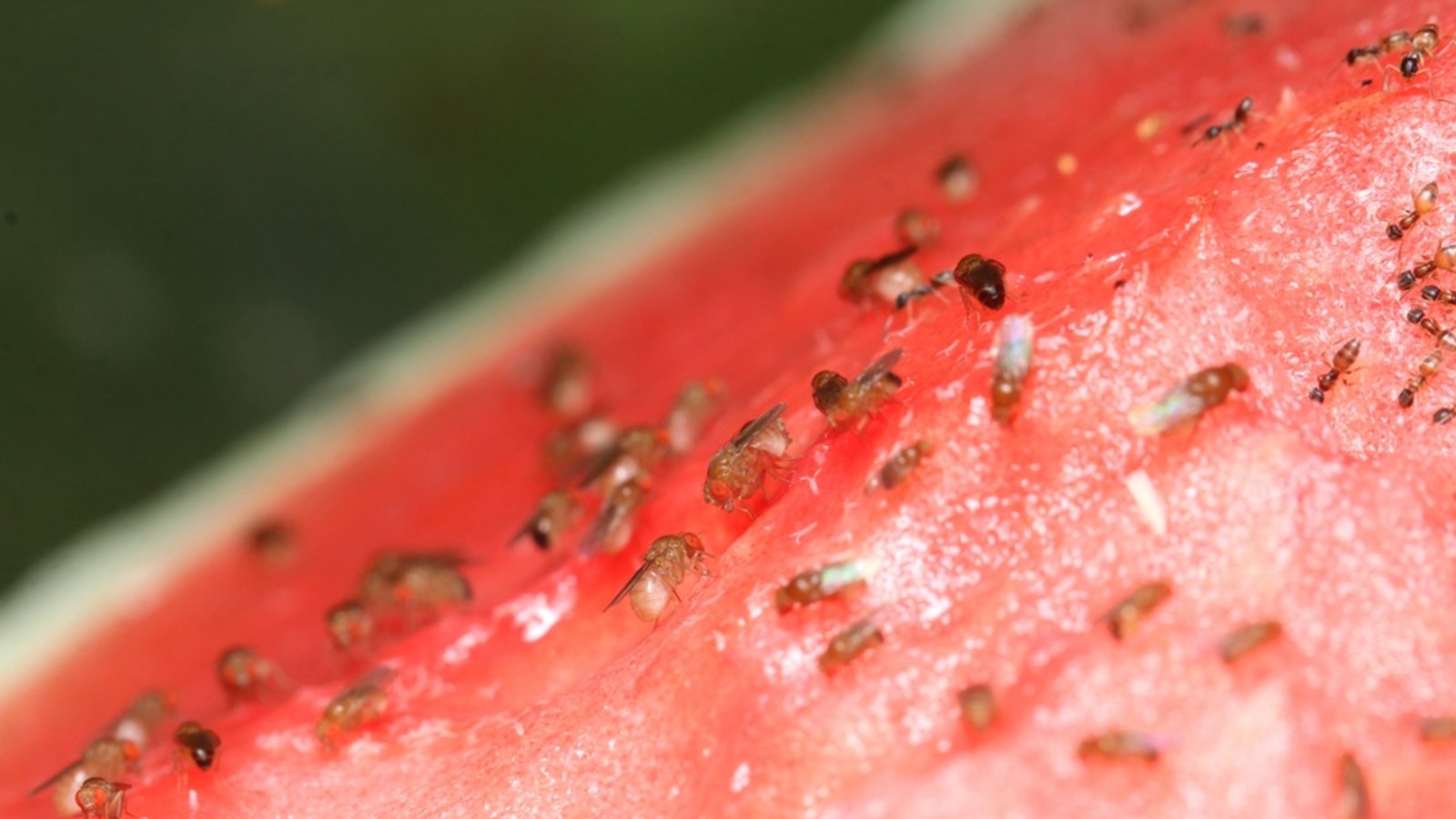 Fruchtfliegen lieben Früchte und Obst, aber sie finden auch andere Nahrungsquellen.Foto: Pong Wira / shutterstock.com Fruchtfliegen lieben Früchte und Obst, aber sie finden auch andere Nahrungsquellen.Foto: Pong Wira / shutterstock.com