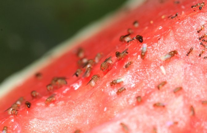 Fruchtfliegen lieben Früchte und Obst, aber sie finden auch andere Nahrungsquellen.<span class='image-autor'>Foto: Pong Wira / shutterstock.com</span>
