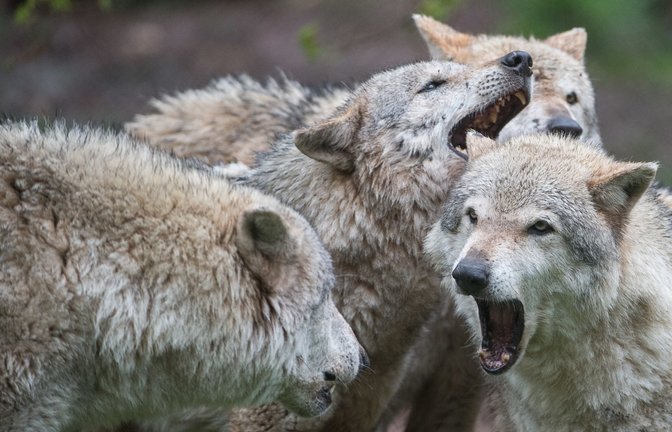 In den vergangenen Wochen töteten Wölfe in Baden-Württemberg mehrere Rinder und Schafe.<span class='image-autor'>Foto: dpa/Sebastian Gollnow</span>